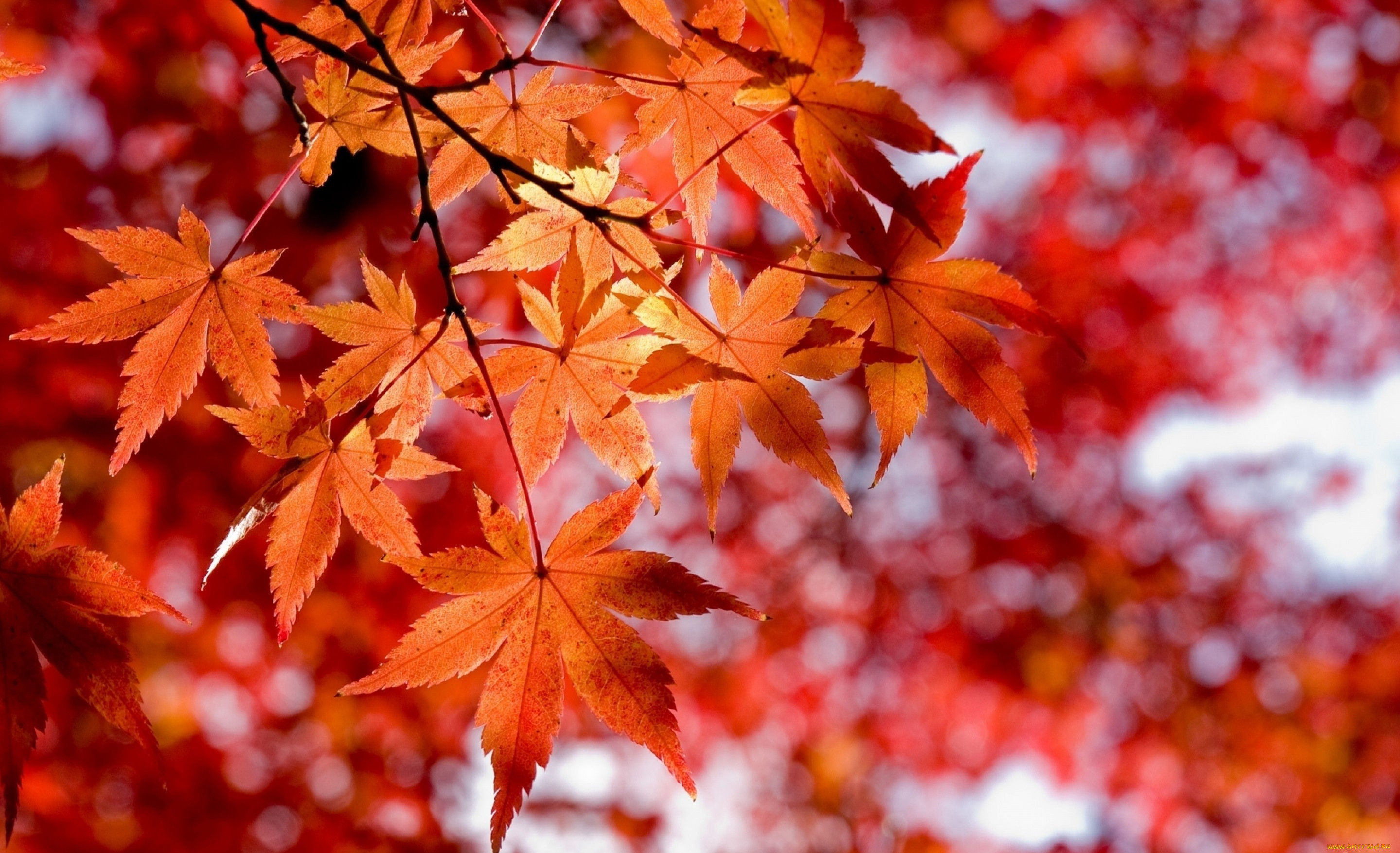 Красный золотой осень. Красивая осень. Осень листья. Осенняя листва. Осенняя заставка на рабочий стол.